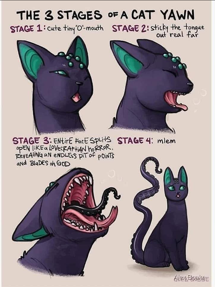 3 stages if a cat yawn.
Stage 1: cute tiny "O" mouth.
Stage 2: Stick the tongue out really far?
Stage 3: Entire face splits open like a lovecraftian horro, revealing an endless pit of points and blades oh god.
Stage 4: mlem